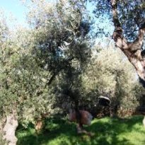 Diano Moltedo Liguria