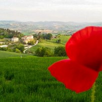 Serrungarina Le Marche