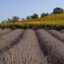 Carassai Le Marche