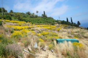 Cipressa Liguria