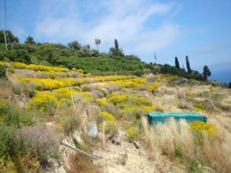Cipressa Liguria